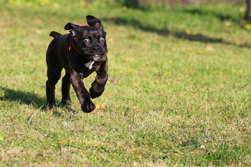 crazy running boxer puppy