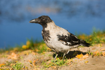 crow close up on the bank of an autumn pond