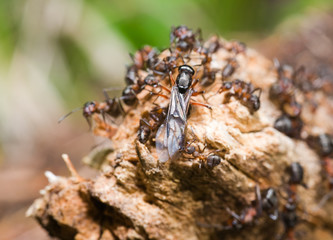 Ant hill on a tree close up