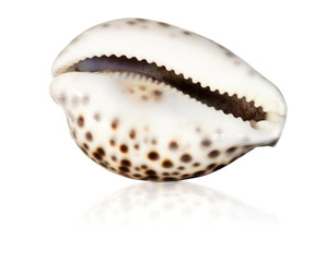 Wonderful sea shell isolated