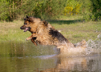 Schaeferhund im Wasser