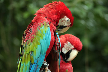 red parrots (macaws) in a tree