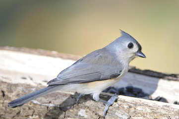 Tufted Titmouse