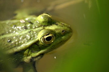 grenouille