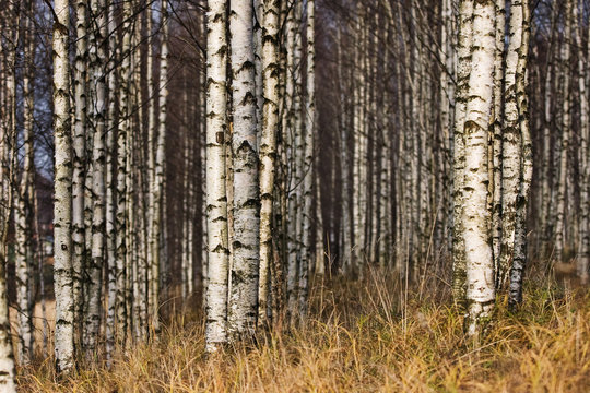 Betula's forest in autumn