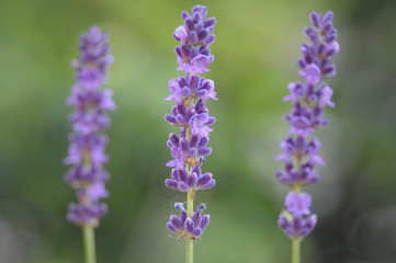 Obraz premium Lavender flowers