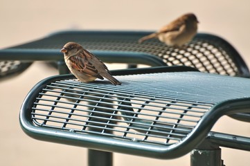 Two Birds Sitting near a Picnic Table