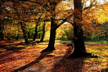 Fototapeta na wymiar Forest in the Autumn sunlight