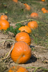 Pumpkin Patch