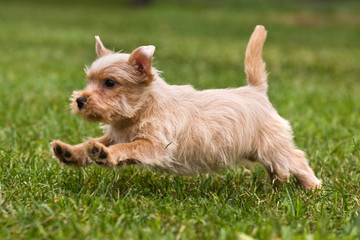 Terrien puppy in outdore setting