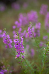 Obraz premium Purple Wildflowers