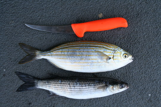 fisch