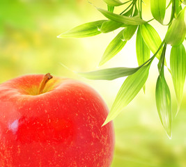 Red apple over abstract green background