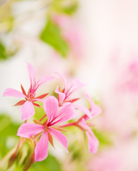 Fototapeta premium Beautiful flowers with nice defocused background