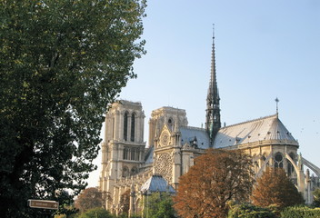 Cathédrale de Notre Dame, Arbres, Paris, France.