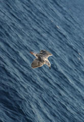 Naklejka premium White and gray seagull flying over blue sea