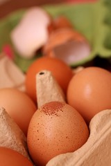 Eier