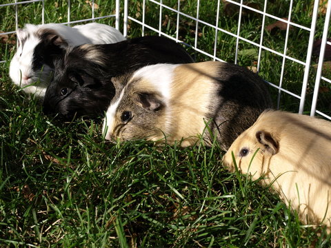 Four Guniea Pigs Together