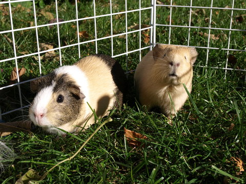 Two Guinea Pigs Sniffing