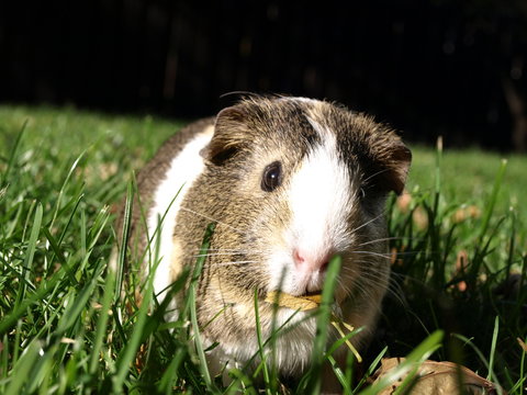 Guinea Pig in grass