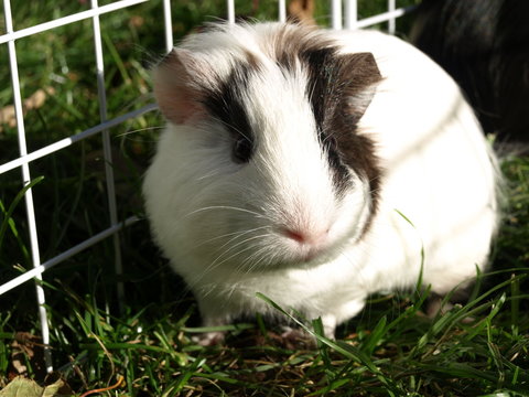 Guinea pig by fence