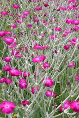 Fleurs roses et tiges blanches et vertes