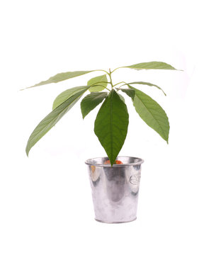 plant/avocado