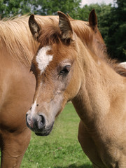 Obraz premium Araberfohlen