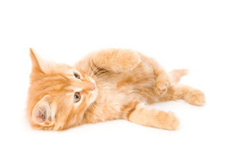 A yellow kitten plays on a white background