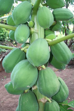 green papaya