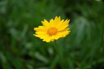 Obraz premium flower