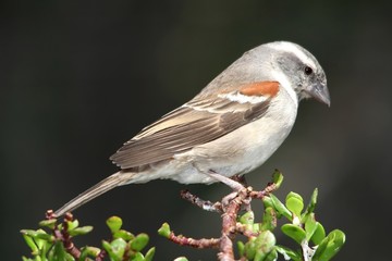 Female of hen Cape sparrow perched on top of a tree