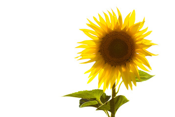 Isolated sunflower on white, backlit by the sun.