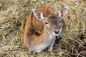 Young roebuck portrait