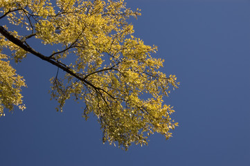 sunny bough