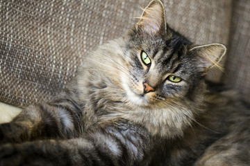 Katze auf dem Sofa
