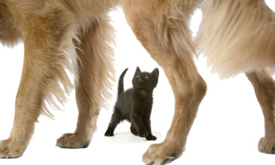 A tiny kitten looks up at an enormous Golden Retriever dog