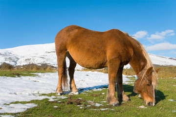 Obraz premium Caballo en la nieve, Cantabria (Spain)