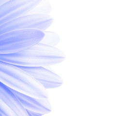 lavender petals shot highkey isolated on white, 1:1 ratio crop