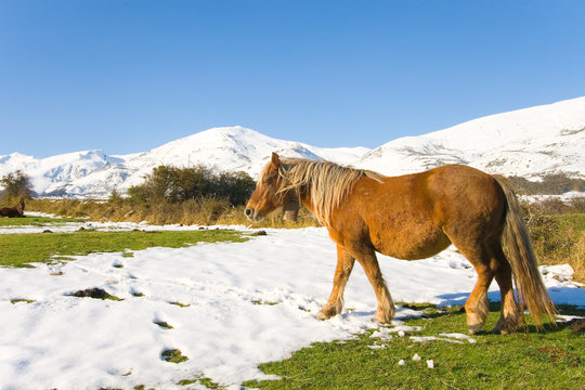 Caballo en Alto Campoo, Cantabria (Spain)
