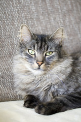 Fototapeta premium Katze