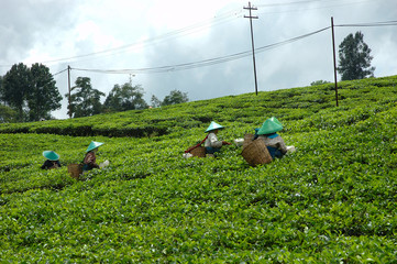 People picking up tea