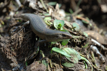 lizard
