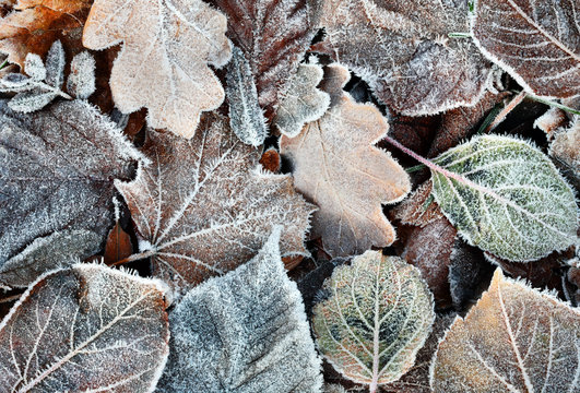 Frozen Leaves - Powered by Adobe
