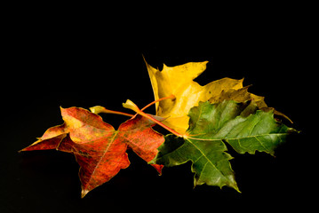 feuilles d'automne vert jaune cuivre