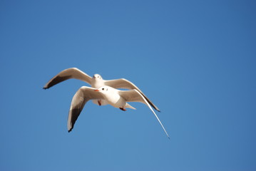 liberte et azur