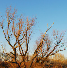 a tree over sky background