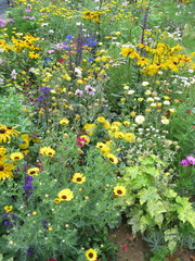 Fleurs des champs dans un jardin.