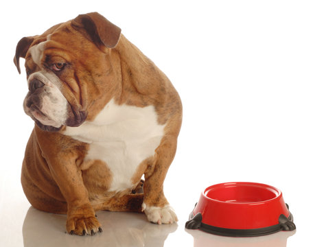 english bulldog turning her nose up to an empty food dish