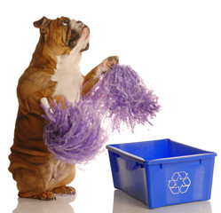 dog standing up with pompoms encouraging recycling